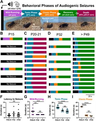 Adrenergic Mechanisms of Audiogenic Seizure-Induced Death in a Mouse Model of SCN8A Encephalopathy